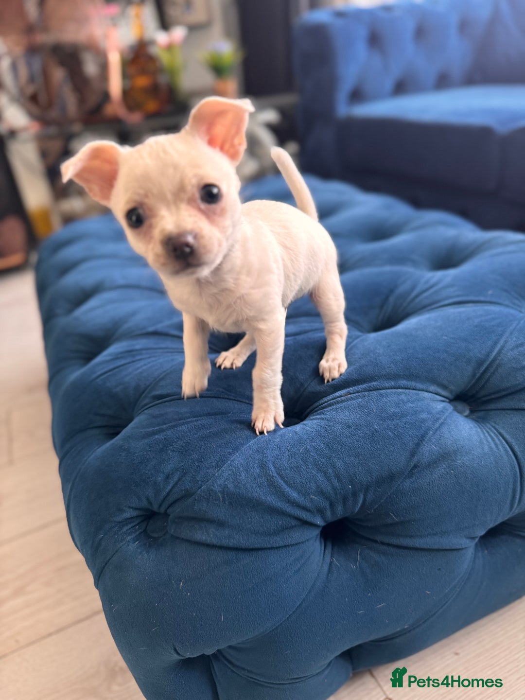 Chihuahua dogs for sale: Beautiful white short coat male Chihuahua  - Image 8