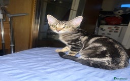Mixed Breed cats for sale: Adorable kittens looking for a loving home - Image 4