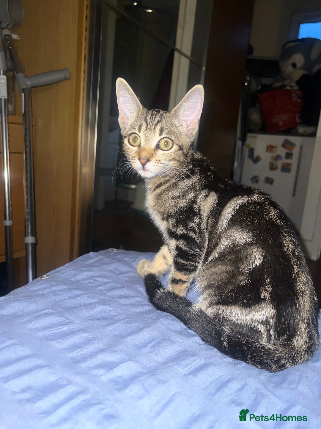 Mixed Breed cats for sale: Adorable kittens looking for a loving home - Image 4
