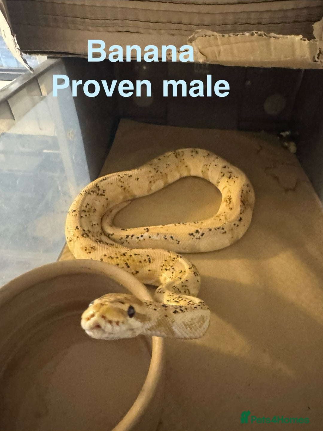 Python Snake reptiles for sale: Ball python collection  - Advert 15
