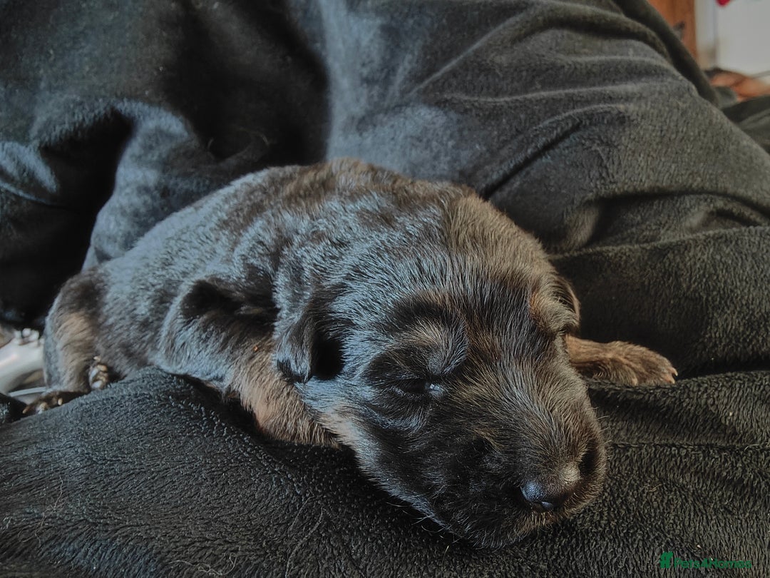 German Shepherd dogs for sale: GSD German shepherd puppies for sale  - Image 11