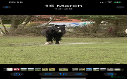 New Forest horses for sale: Forever home for companion pony - Image 2