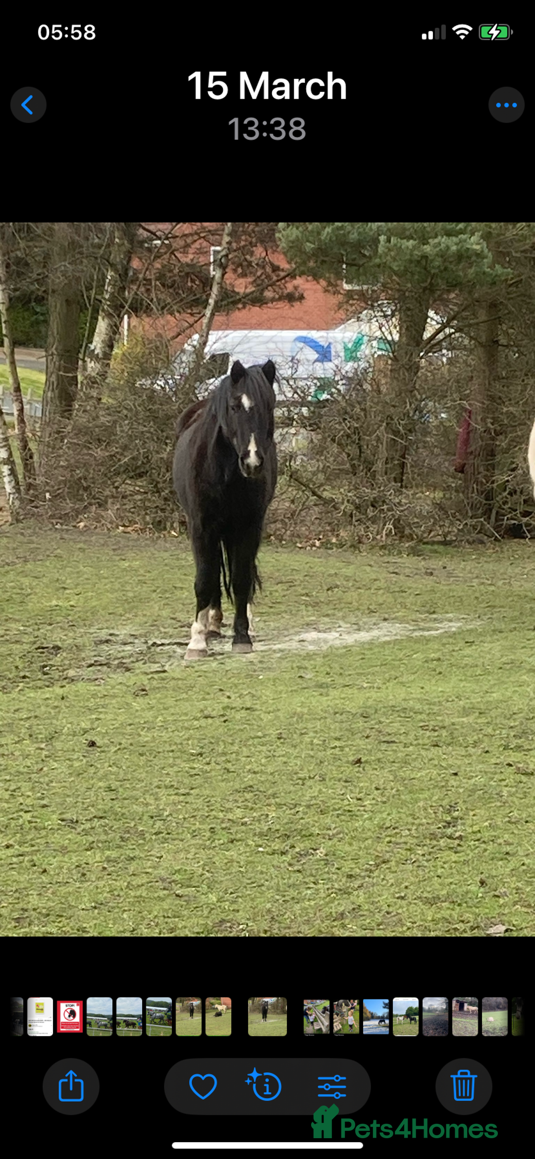 New Forest horses for sale: Forever home for companion pony - Image 2