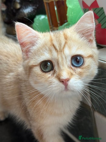 British Shorthair cats in London - Advert 1