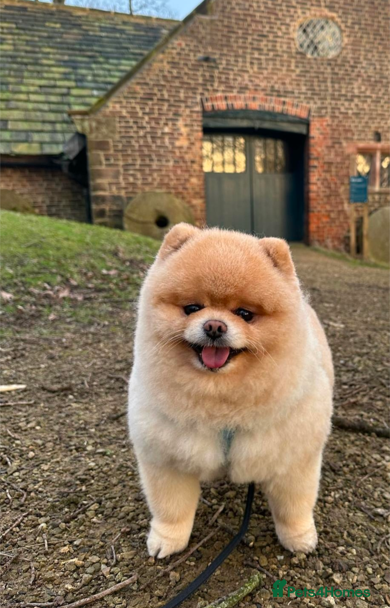 Pomeranian dogs Amazing quality teddy bear Pomeranian pups  - Advert 8