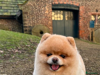 Pomeranian dogs Amazing quality teddy bear Pomeranian pups - Advert 9