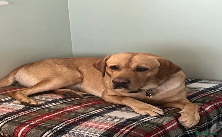 Labrador Retriever dogs - Advert 4