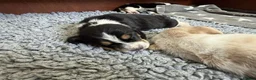 Basset Hound dogs for sale: Stunning KC Basset Hound Pups - Advert 7