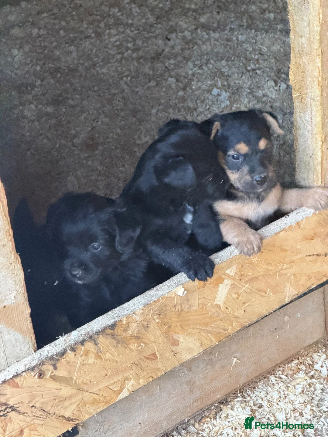 Jackapoo dogs for sale: Jackapoo puppies for sale  in Cranbrook - Advert 2