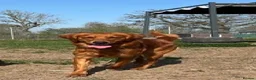 Golden Retriever dogs for stud: Genetically clear of all diseases  - Advert 9