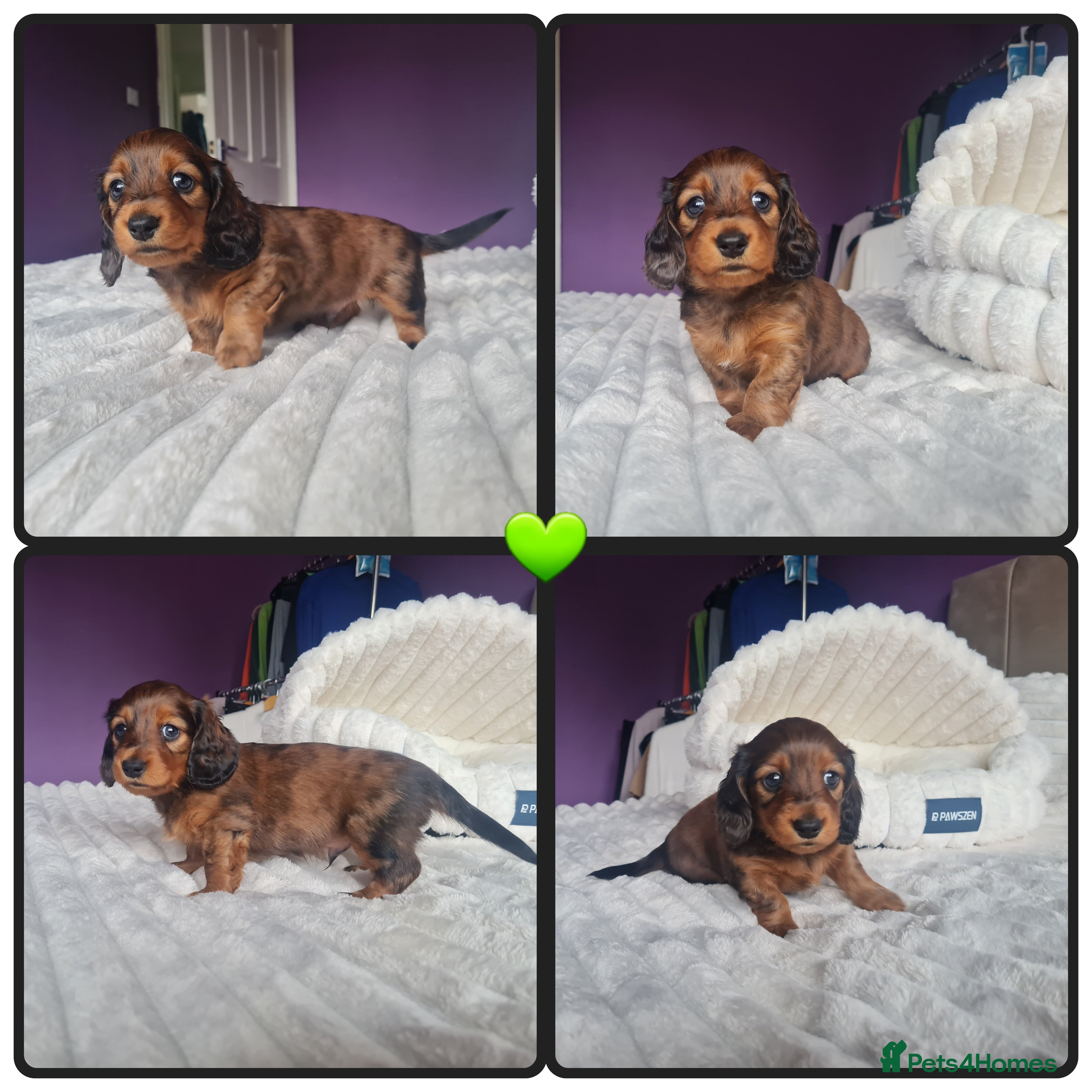 Miniature Dachshund dogs Kc reg,Pra clear Champion bloodlines Pedigre pupp - Advert 6