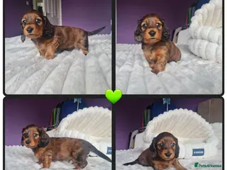 Miniature Dachshund dogs Kc reg,Pra clear Champion bloodlines Pedigre pupp - Advert 6