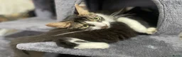 Norwegian Forest Cat cats for sale: Norwegian Forrest Cat mix bread  - Advert 2