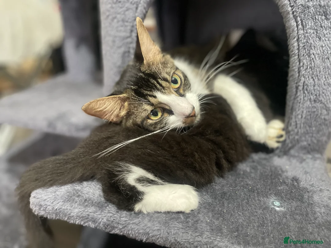 Norwegian Forest Cat cats for sale: Norwegian Forrest Cat mix bread  - Advert 2