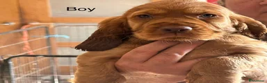 Cocker Spaniel Puppy 2