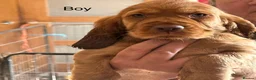 Cocker Spaniel dogs for sale: My Mate Oddie - Advert 8