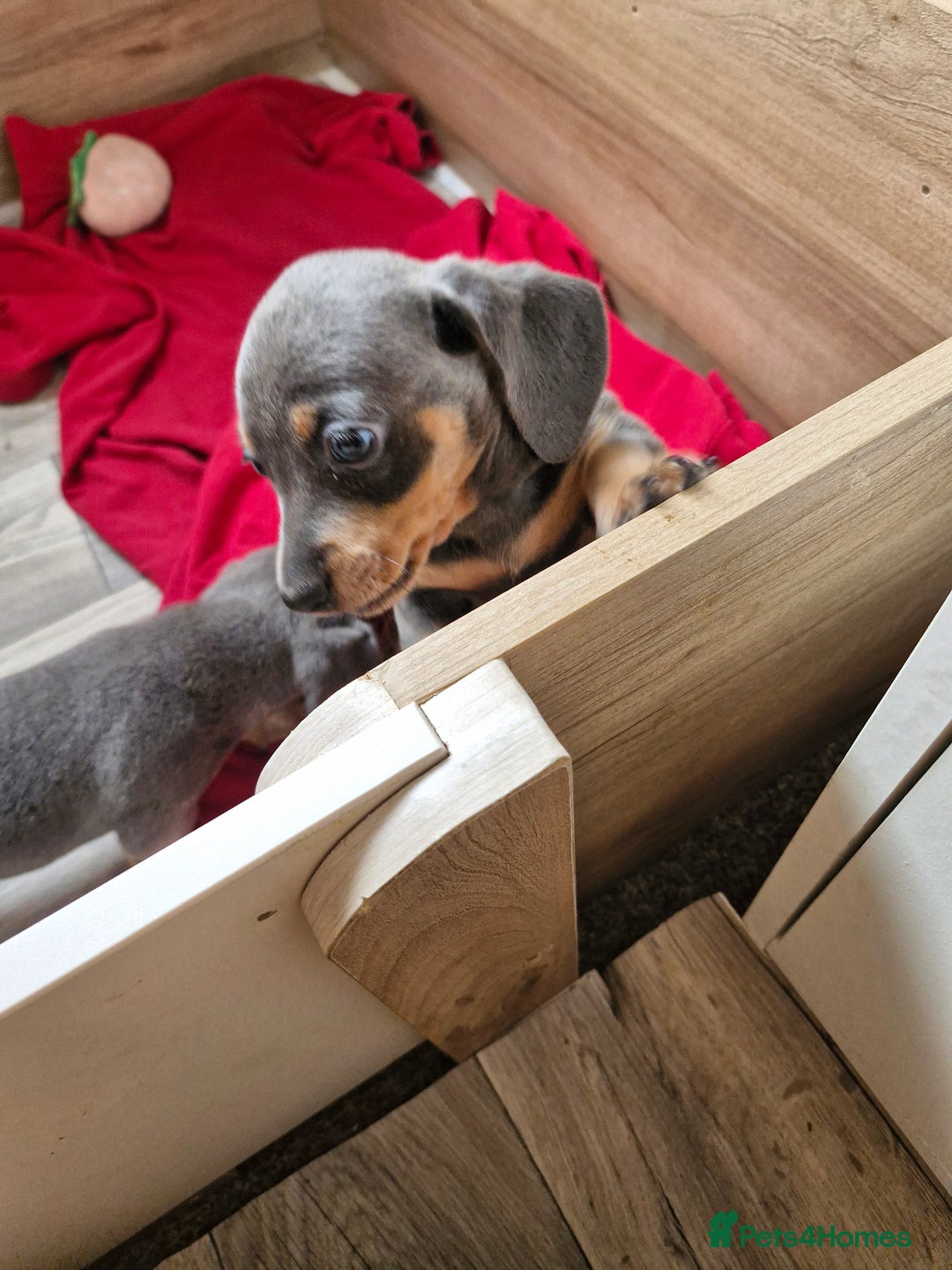 Miniature Dachshund dogs for sale: Miniture dashhound blue and tan - Image 2