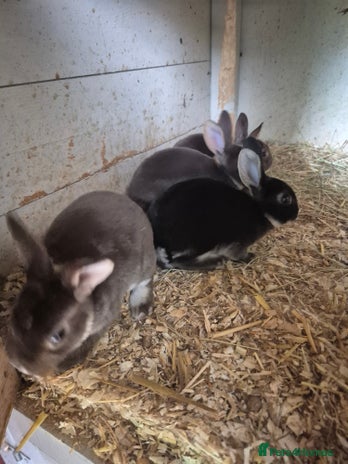 Rex rabbits in Benfleet - Advert 2