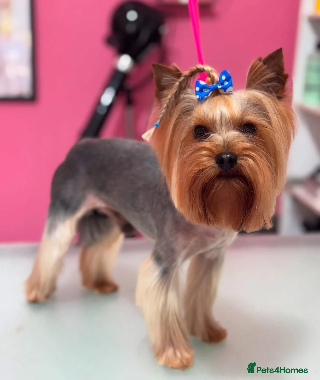 Yorkshire Terrier dogs for stud: Beautiful Yorkshire terrier  in Hornchurch - Advert 4