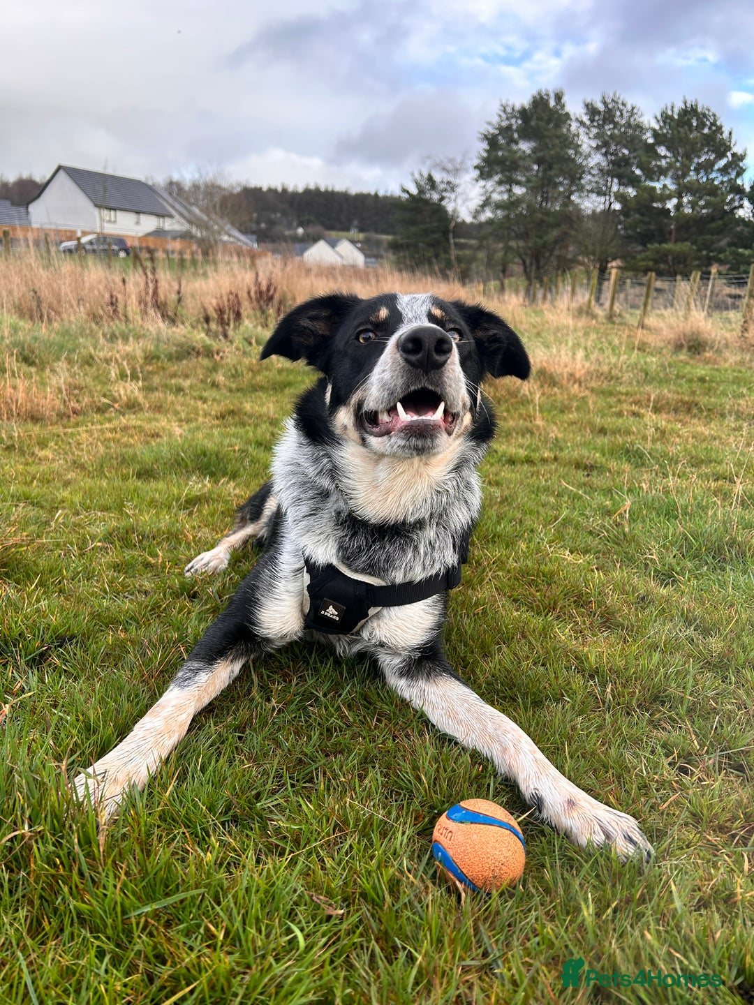 Border Collie dogs for sale: 11 month old Border collie  - Advert 1