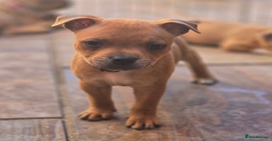 Staffordshire Bull Terrier dogs - Advert 2