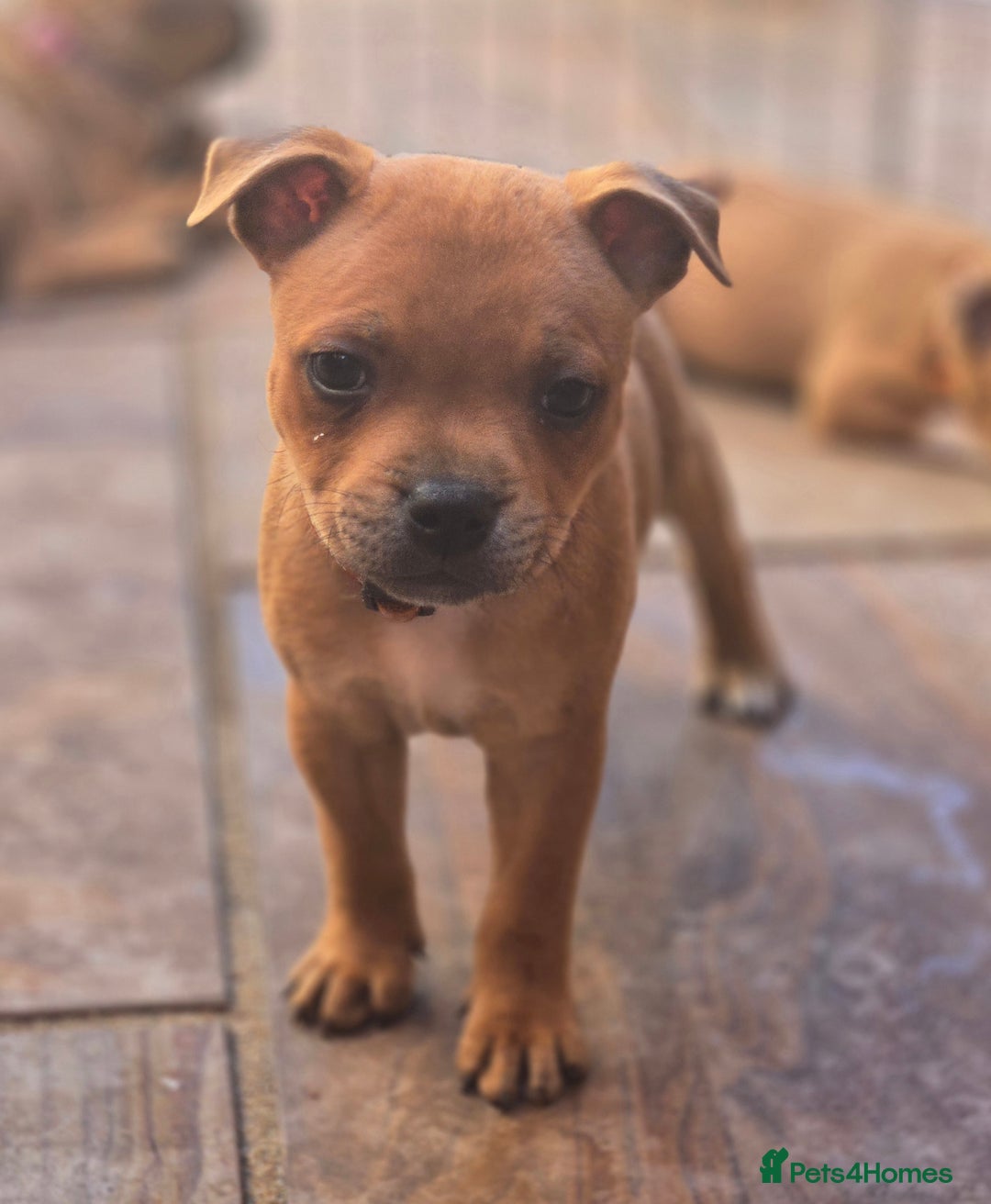 Staffordshire Bull Terrier dogs for sale: !READY NOW! KC Reg Quality Red Staffy Puppies  - Image 1