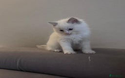 Ragdoll cats for sale: Stunning Ragdoll kittens for sale - Image 6