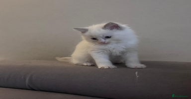 Ragdoll cats - Advert 11