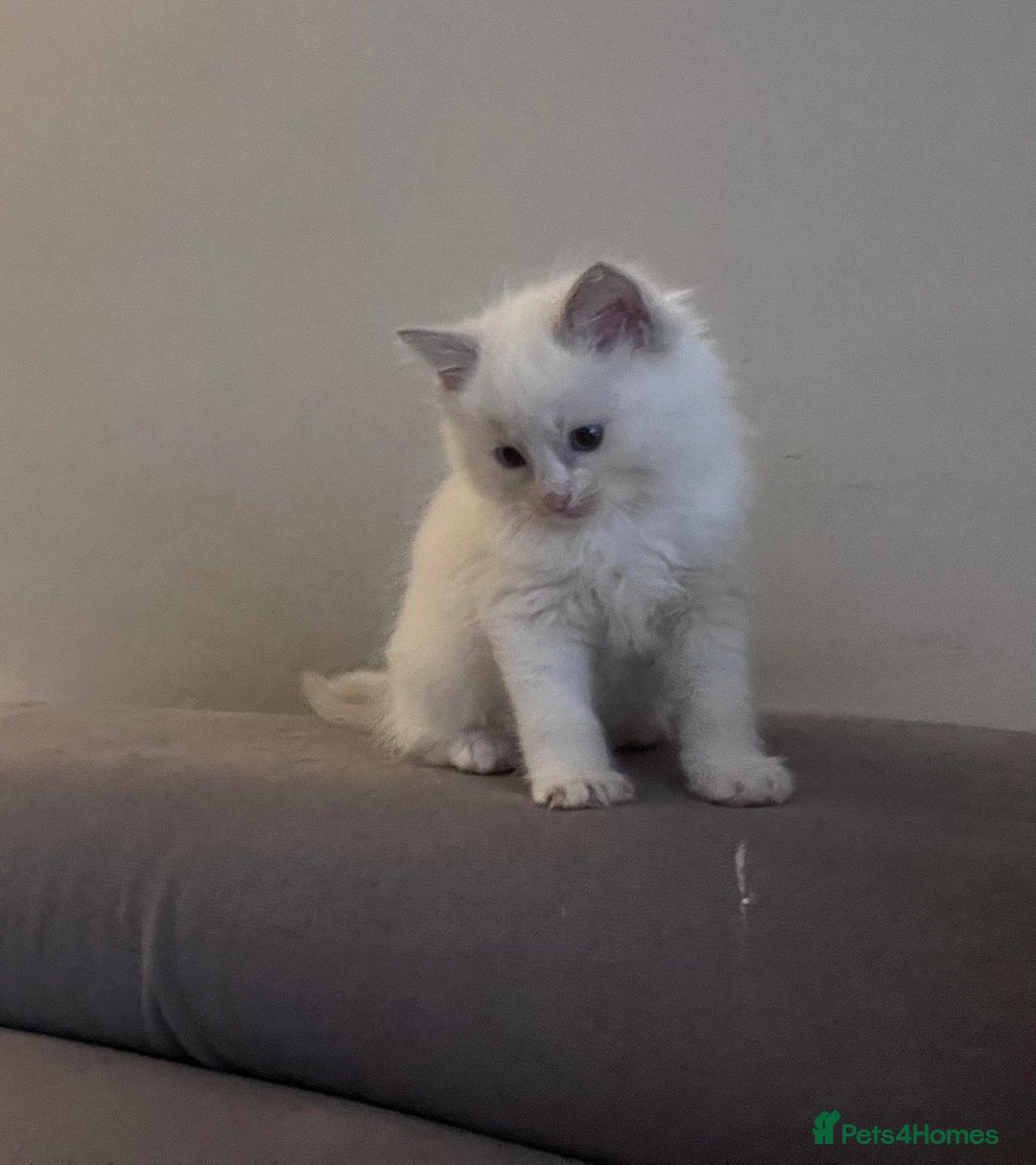 Ragdoll cats for sale: Stunning Ragdoll kittens for sale - Image 6