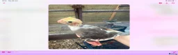 Cockatiels birds for sale: Baby cocktails for sale - Advert 6