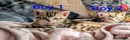 Mixed Breed cats for sale: Gorgeous Tabby Kittens for sale Ready June 17 - Advert 20