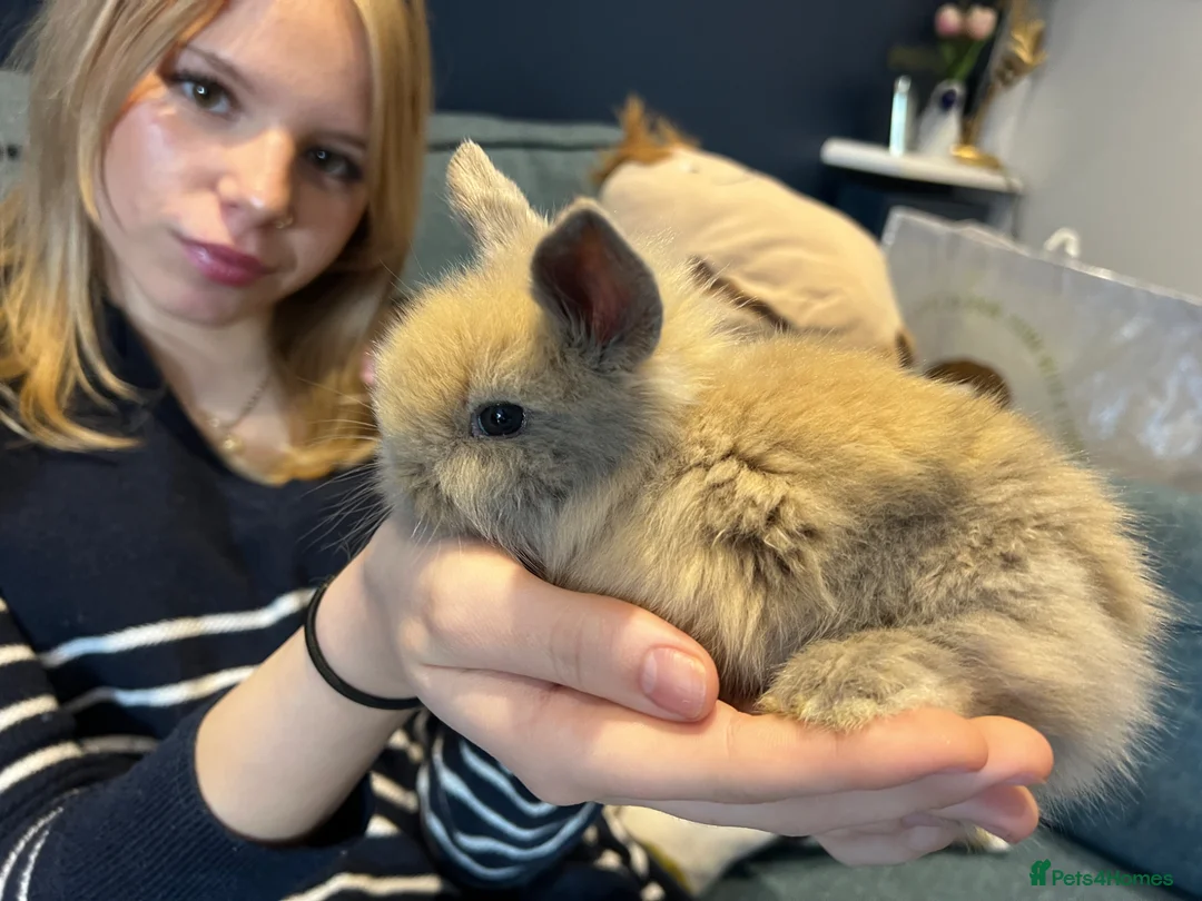 Mini Lion Lop rabbits for sale: Gorgeous Mini lion lops  - Advert 2