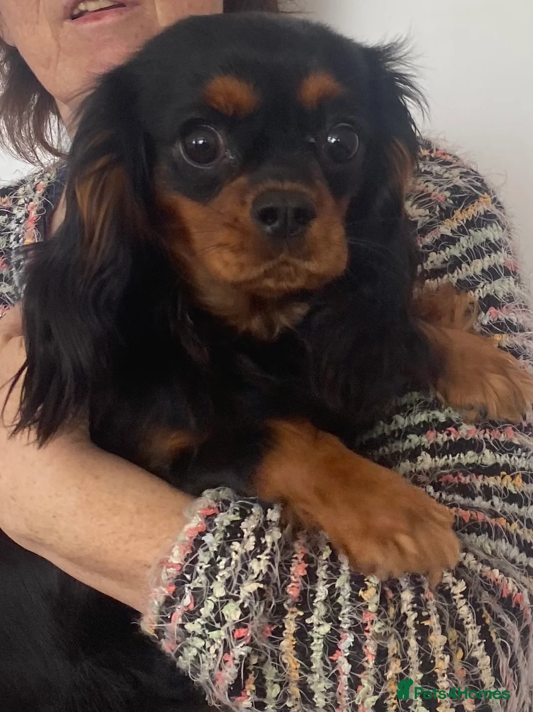 Cavalier King Charles Spaniel dogs for sale: Black and Tan Cavalier King Charles Bitch in Bedford - Advert 1
