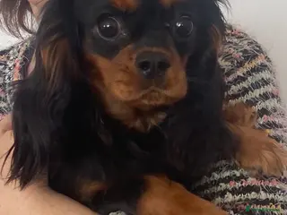 Cavalier King Charles Spaniel dogs Black and Tan Cavalier King Charles Bitch - Advert 6
