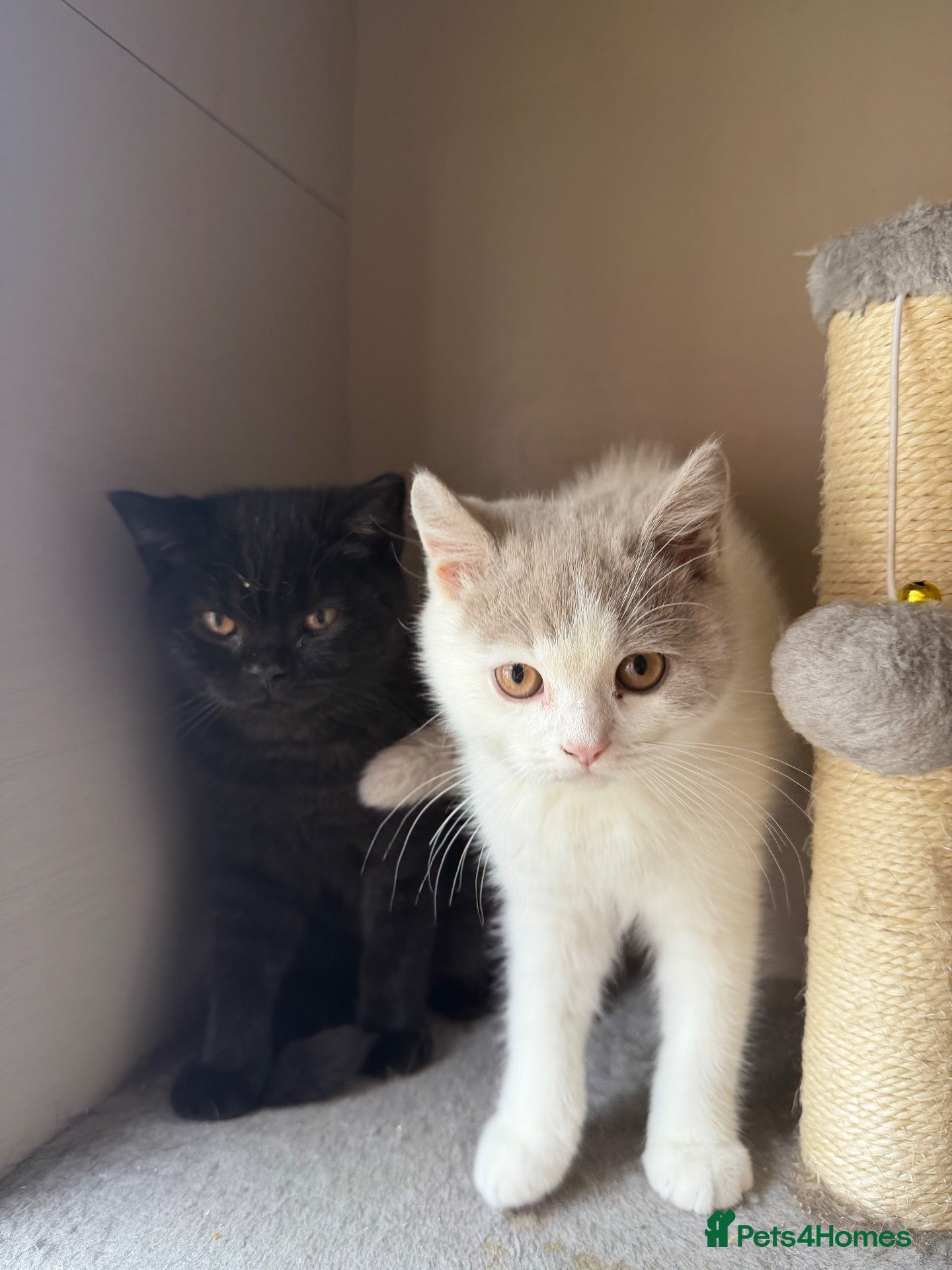 British Shorthair cats 2 Male GCCF Registered British Shorthair Kittens  - Advert 1