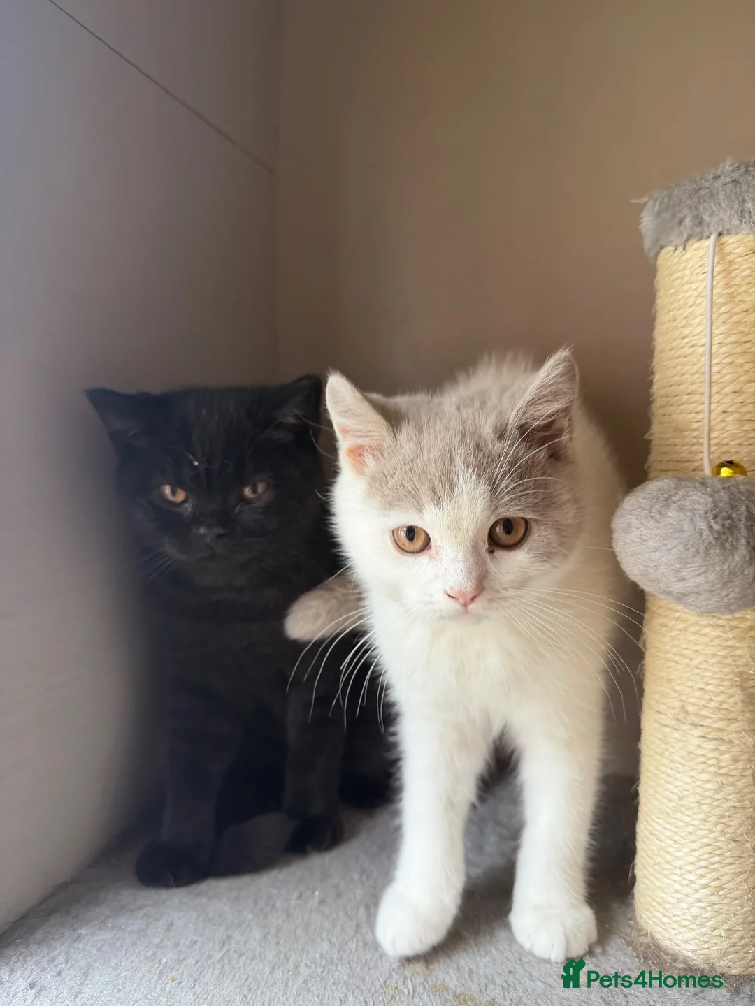 British Shorthair cats for sale: 2 Male GCCF Registered British Shorthair Kittens  - Advert 1