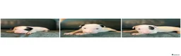 English Bull Terrier dogs for sale: Beautiful puppies in Edinburgh - Advert 8