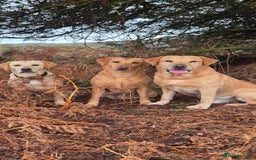 Labrador Retriever dogs for sale: KC REG Labrador working Line Fox Red - Image 11