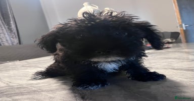 Yorkiepoo dogs - Advert 16