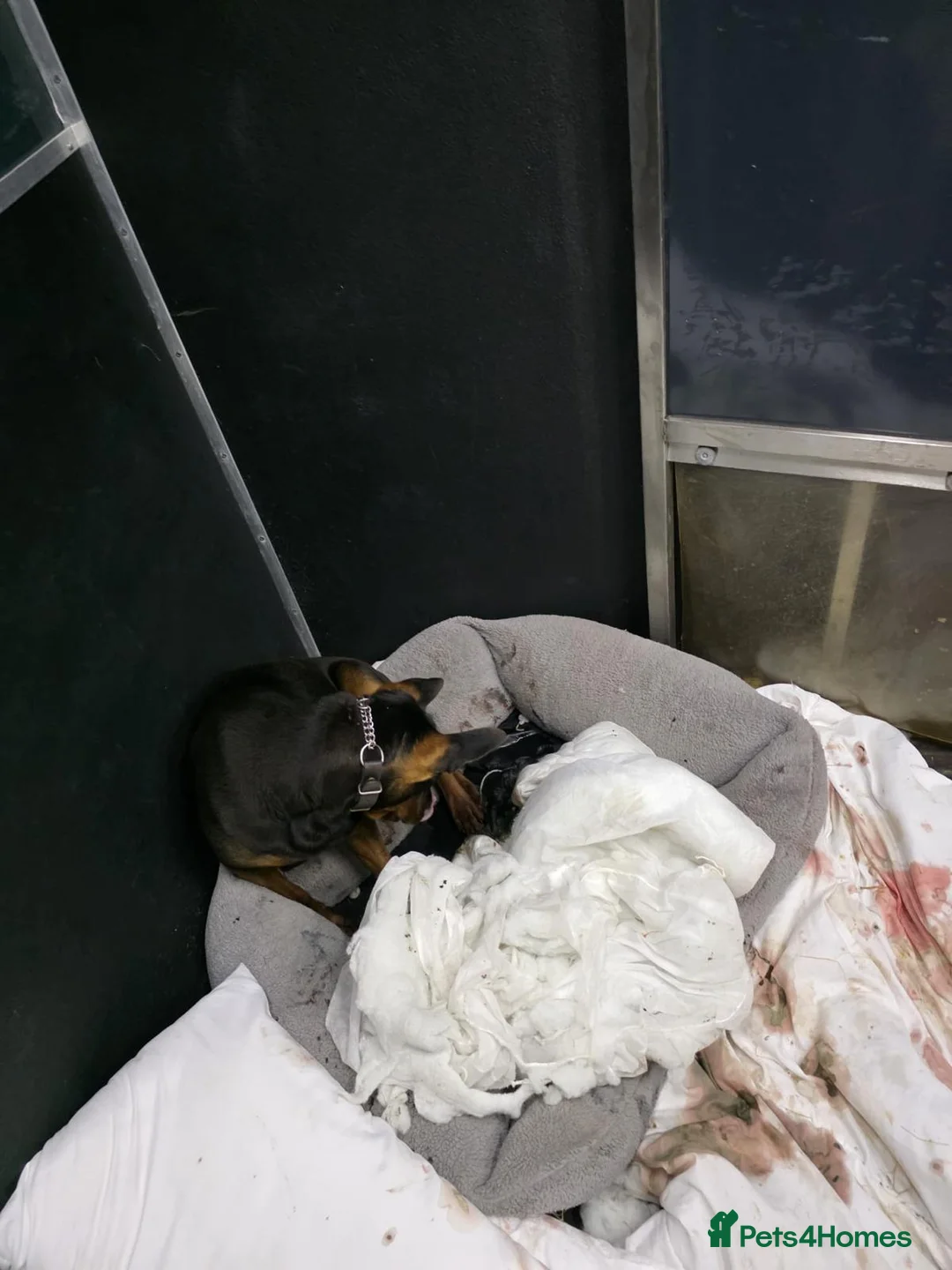 Chinese Red Dog dogs for sale: Laizhou Hong (Chinese Red Dogs) - Advert 2