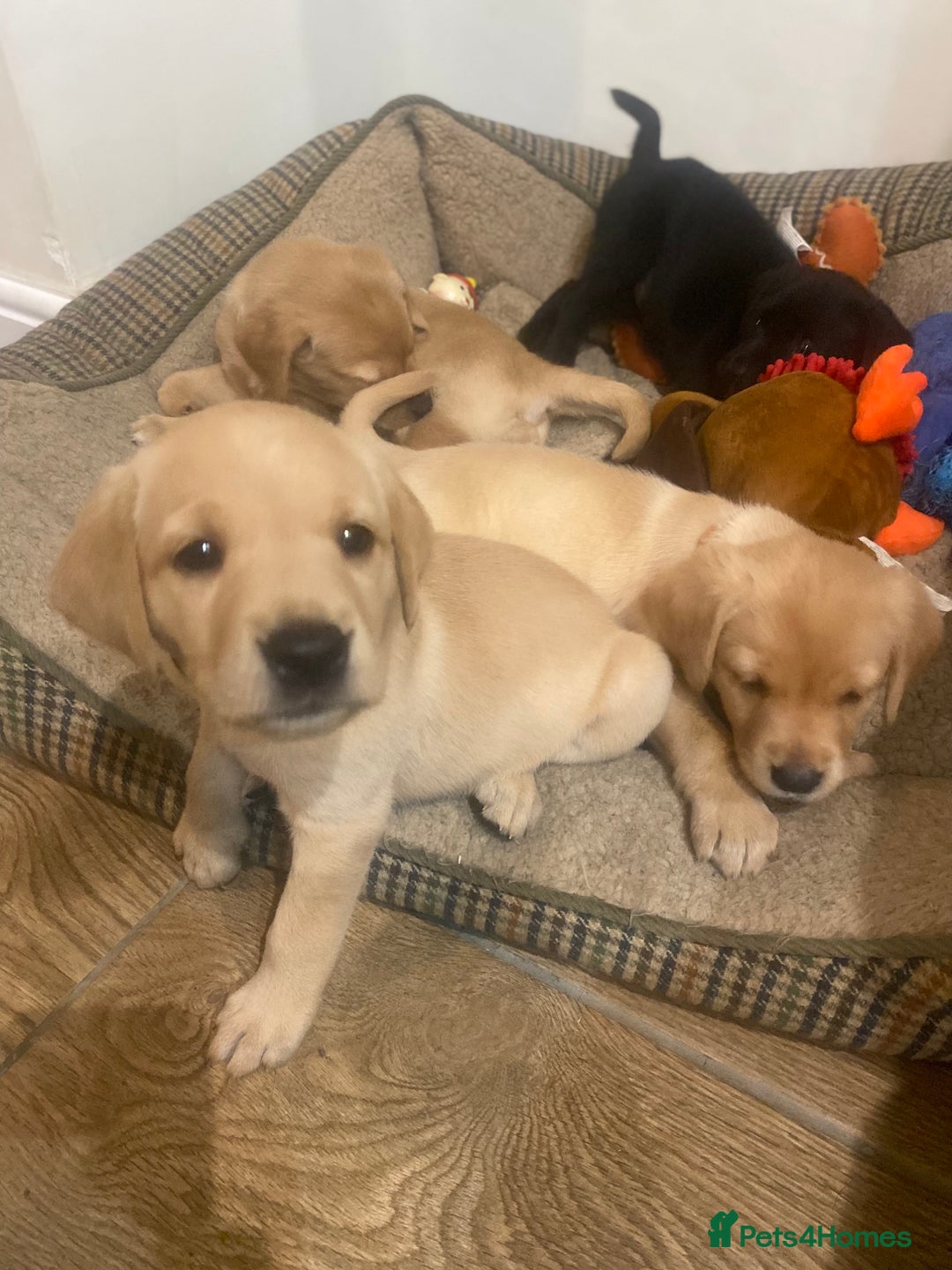 Labrador Retriever dogs for sale: Gorgeous Working Labrador puppies  - Advert 3