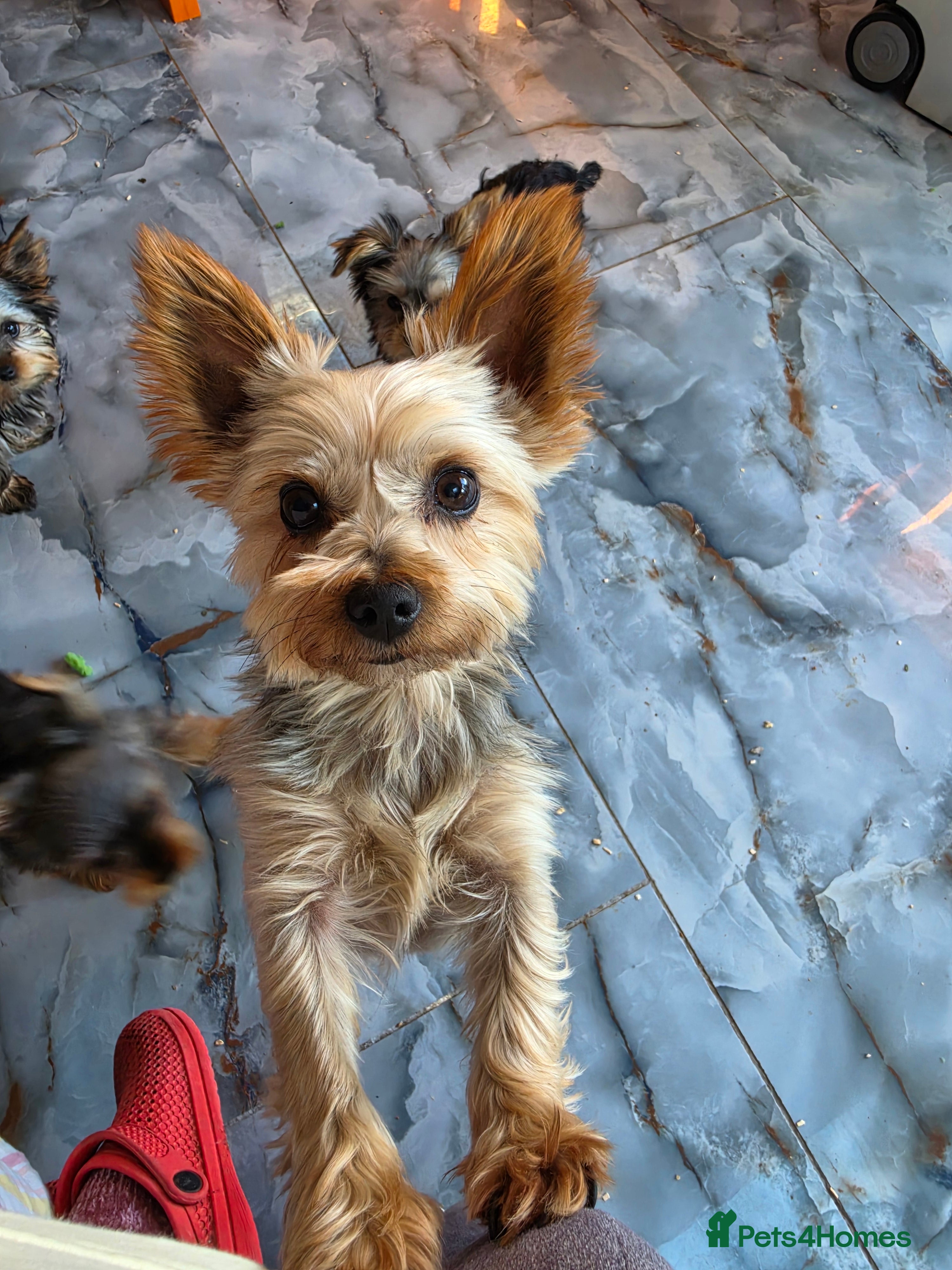 Yorkshire Terrier dogs KC Registered Yorkshire Terrier Puppies  - Advert 2