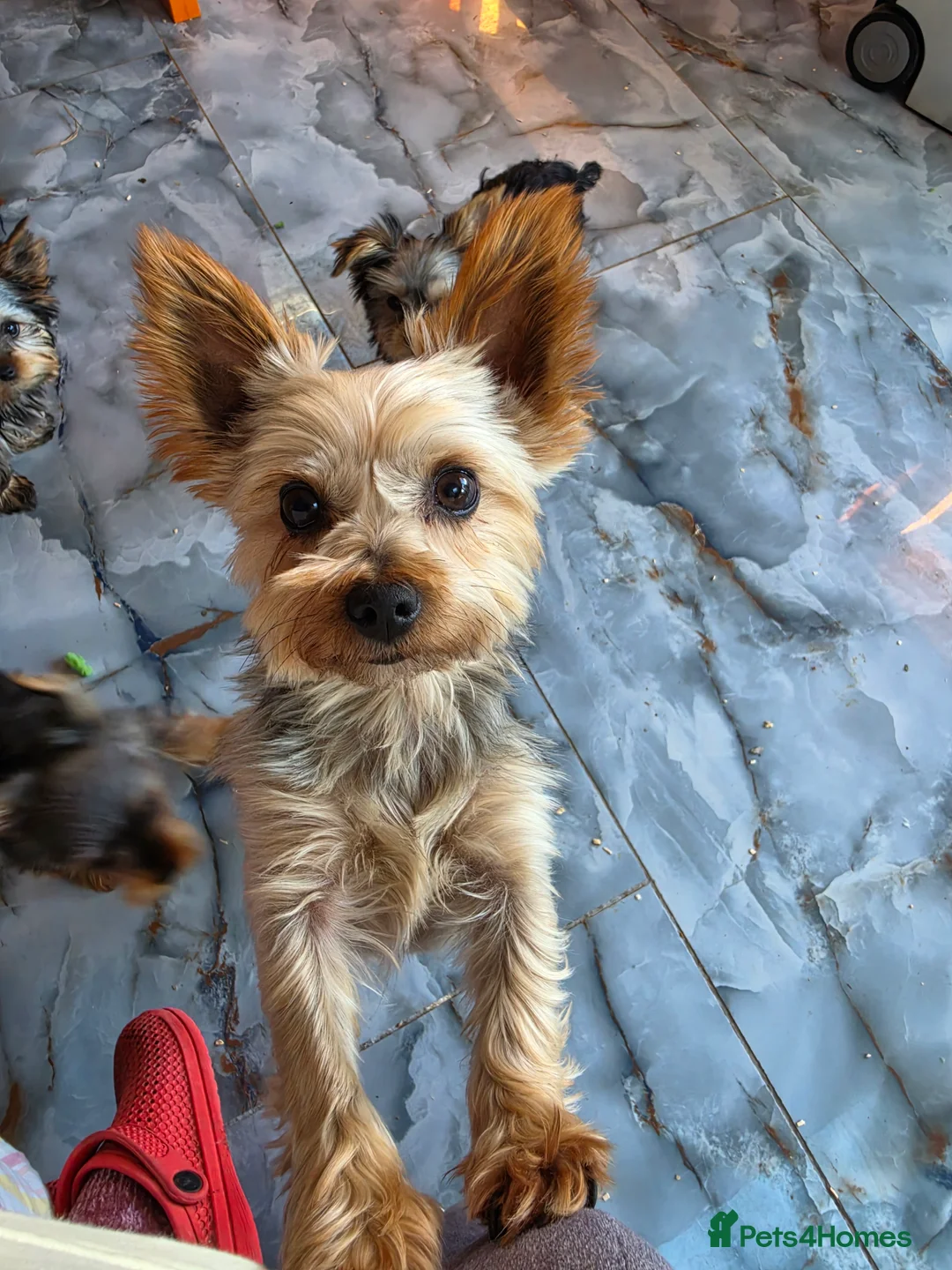 Yorkshire Terrier dogs for sale: KC Registered Yorkshire Terrier Puppies  - Advert 2