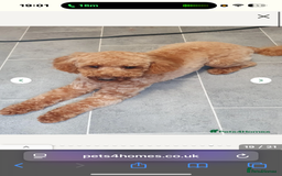 Schnoodle dogs for sale: Miniature Poodle X Schnoodle pups for sale - Image 16