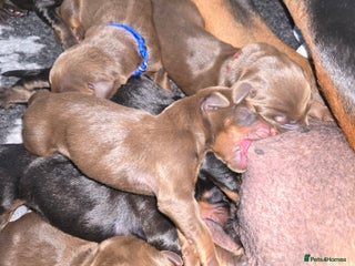 Dobermann dogs HEALTH TESTED, HOME REARED, STUNNING DOBERMAN PUPS - Advert 2