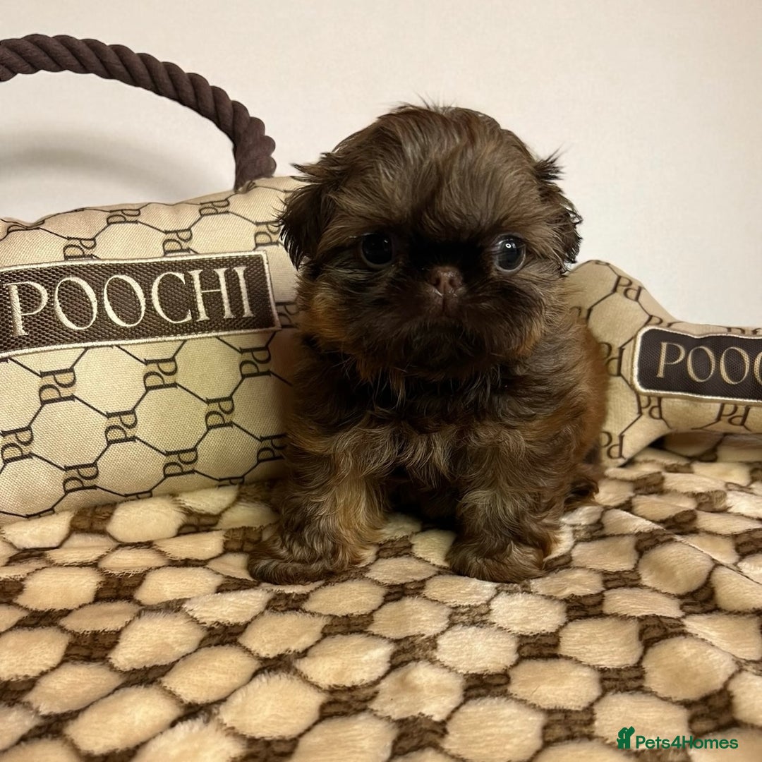 Shih Tzu dogs for sale: Stunning KC chocolate imperial Shihtzu puppies - Image 4