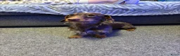 Miniature Dachshund dogs for stud: 🐾 Handsome Brown Dachshund Available at Stud 🐾 - Advert 3
