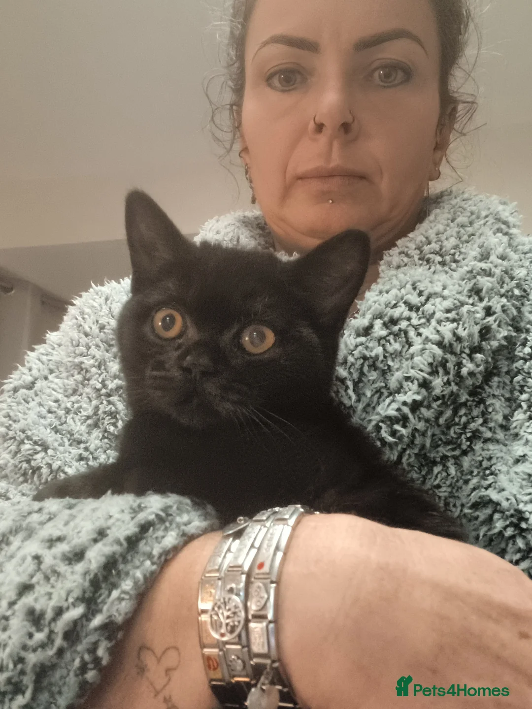 British Shorthair cats for sale: Loving Black male pedigree British Shorthair - Advert 6