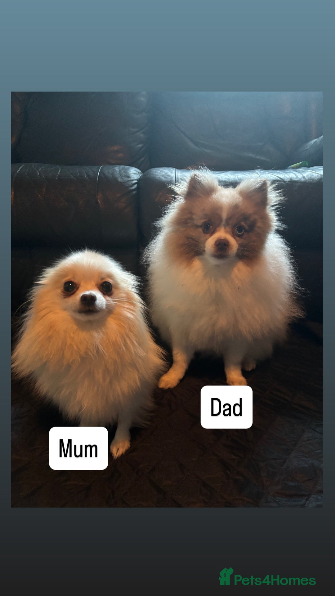 Pomeranian dogs for sale: Pomeranian puppies for sale - Advert 11