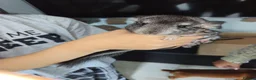 Chinchilla rodents for sale: Baby Grey Chinchilla - 1 male 1 female - Advert 7